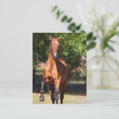 Bob Langrish | Bay Akhal Teke Standing Briefkaart (Staand voorkant)