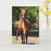 Bob Langrish | Bay Akhal Teke Standing Kaart (Gele Bloem)