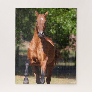 Bob Langrish Bay Akhal Teke Standing Legpuzzel