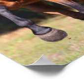 Bob Langrish | Bay Akhal Teke Standing Poster (Hoek)