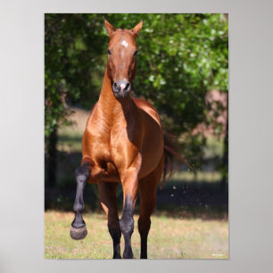 Bob Langrish Bay Akhal Teke Standing Poster