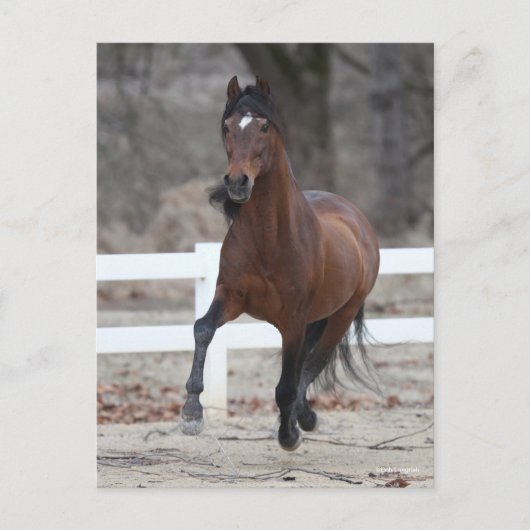 Bob Langrish | Bay Andalucian Stallion Running Briefkaart (Voorkant)