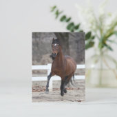 Bob Langrish | Bay Andalucian Stallion Running Briefkaart (Staand voorkant)