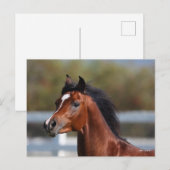 Bob Langrish | Bay Arab Colt Headshot Briefkaart (Voorkant / Achterkant)