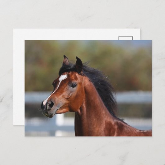 Bob Langrish | Bay Arab Colt Headshot Briefkaart (Voorkant / Achterkant)