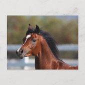 Bob Langrish | Bay Arab Colt Headshot Briefkaart (Voorkant)