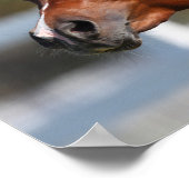 Bob Langrish | Bay Arab Colt Headshot Poster (Hoek)