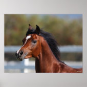 Bob Langrish | Bay Arab Colt Headshot Poster (Voorkant)