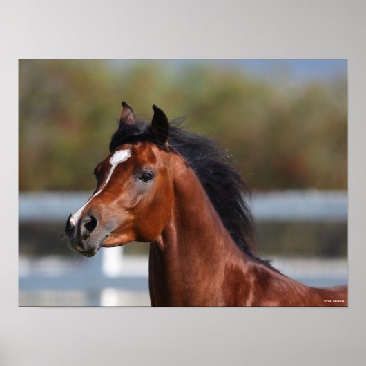 Bob Langrish | Bay Arab Colt Headshot Poster (Voorkant)