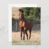 Bob Langrish | Bay Arab Standing Mane Blowing Briefkaart (Voorkant / Achterkant)