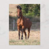 Bob Langrish | Bay Arab Standing Mane Blowing Briefkaart (Voorkant)