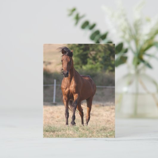 Bob Langrish | Bay Arab Standing Mane Blowing Briefkaart (Staand voorkant)
