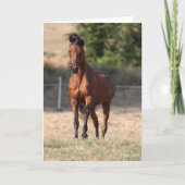 Bob Langrish | Bay Arab Standing Mane Blowing Kaart (Voorkant)