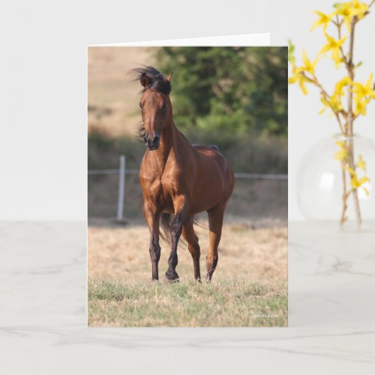 Bob Langrish | Bay Arab Standing Mane Blowing Kaart (Gele Bloem)