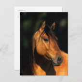 Bob Langrish | Bay Kiger Mustang Stallion Headshot Briefkaart (Voorkant / Achterkant)