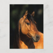 Bob Langrish | Bay Kiger Mustang Stallion Headshot Briefkaart (Voorkant)