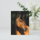 Bob Langrish | Bay Kiger Mustang Stallion Headshot Briefkaart (Staand voorkant)