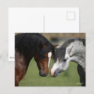 Bob Langrish   Bijeenkomst baai- en grijze masten Briefkaart