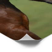 Bob Langrish | Bijeenkomst baai- en grijze masten Poster (Hoek)