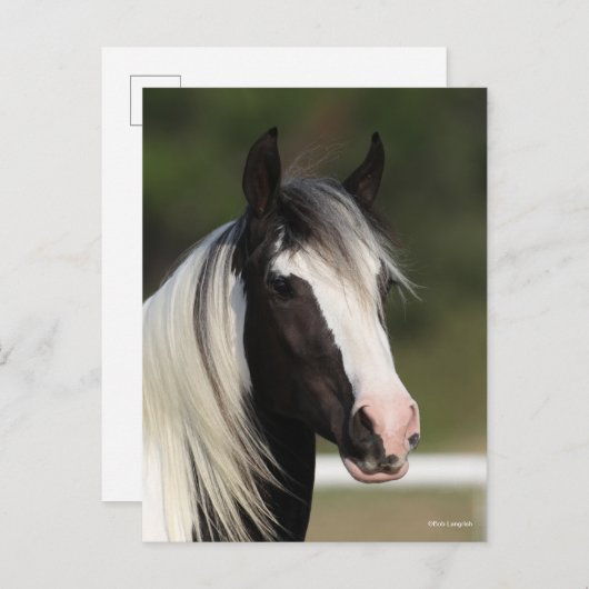 Bob Langrish Black and White Gypsy Vanner headshot Briefkaart (Voorkant / Achterkant)