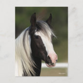 Bob Langrish Black and White Gypsy Vanner headshot Briefkaart (Voorkant)