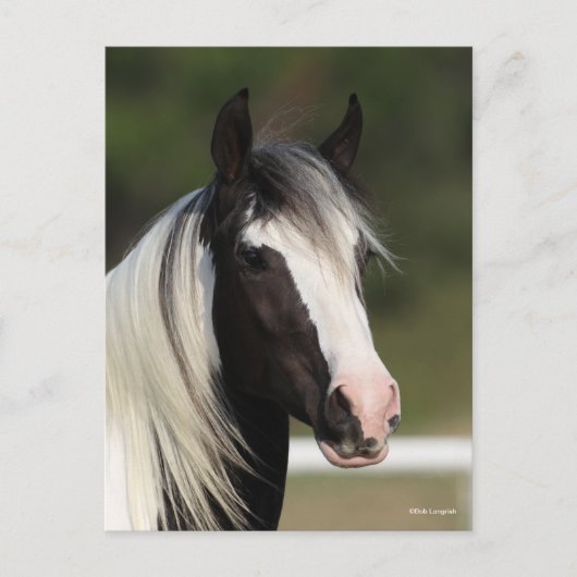 Bob Langrish Black and White Gypsy Vanner headshot Briefkaart (Voorkant)