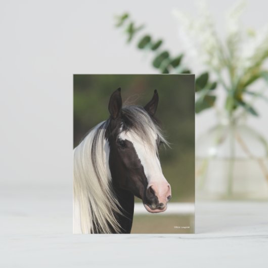 Bob Langrish Black and White Gypsy Vanner headshot Briefkaart (Staand voorkant)
