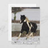 Bob Langrish Black and White Welsh Cob in the Snow Briefkaart (Voorkant / Achterkant)