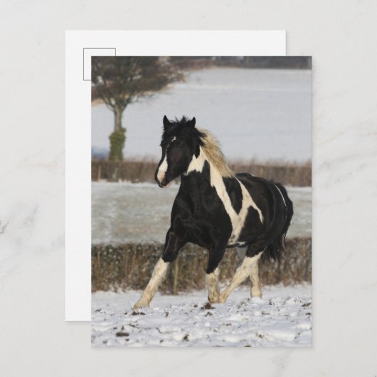 Bob Langrish Black and White Welsh Cob in the Snow Briefkaart (Voorkant / Achterkant)