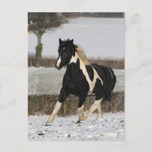 Bob Langrish Black and White Welsh Cob in the Snow Briefkaart (Voorkant)