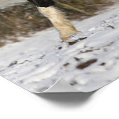 Bob Langrish Black and White Welsh Cob in the Snow Poster (Hoek)