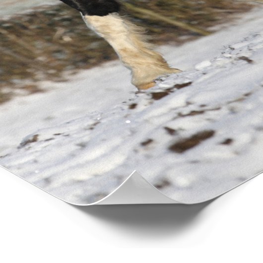 Bob Langrish Black and White Welsh Cob in the Snow Poster (Hoek)