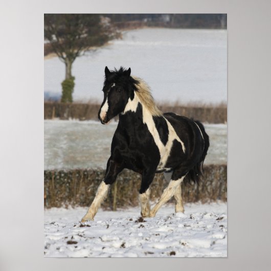 Bob Langrish Black and White Welsh Cob in the Snow Poster (Voorkant)