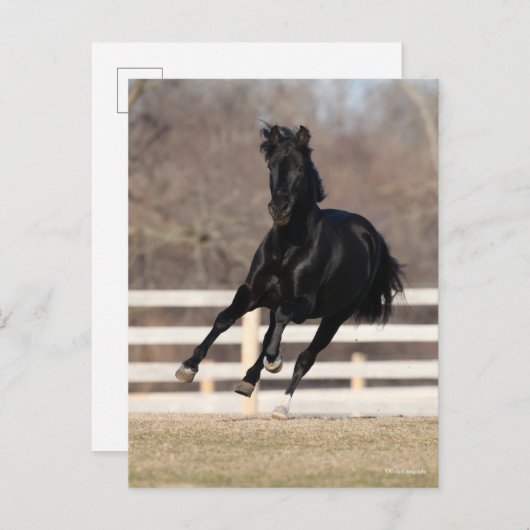 Bob Langrish | Black Andalucian Horse Running Briefkaart (Voorkant / Achterkant)