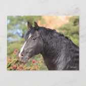 Bob Langrish | Black Andalucian Stallion headshot Briefkaart (Voorkant)