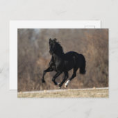 Bob Langrish | Black Andalucian Stallion Running Briefkaart (Voorkant / Achterkant)