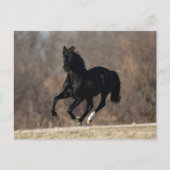 Bob Langrish | Black Andalucian Stallion Running Briefkaart (Voorkant)