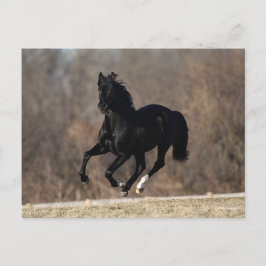 Bob Langrish | Black Andalucian Stallion Running Briefkaart (Voorkant)