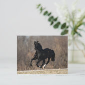 Bob Langrish | Black Andalucian Stallion Running Briefkaart (Staand voorkant)