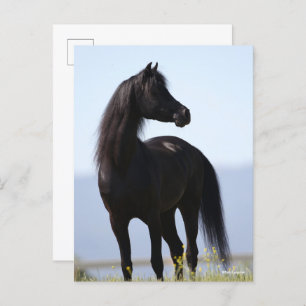 Bob Langrish Black Arab Stallion Standing Briefkaart