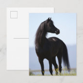 Bob Langrish | Black Arab Stallion Standing Briefkaart (Voorkant / Achterkant)