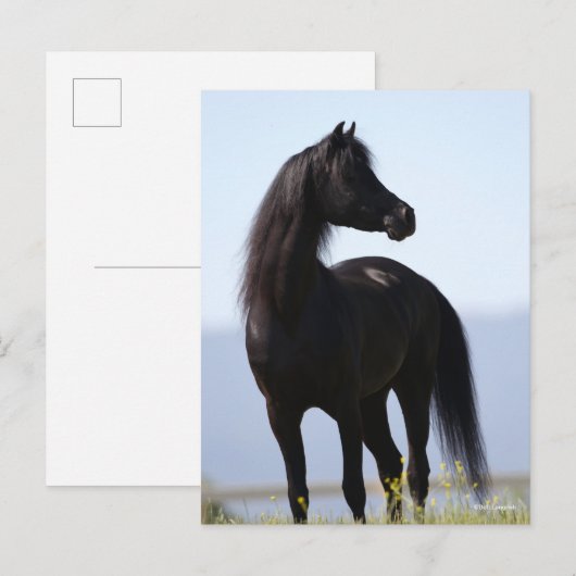 Bob Langrish | Black Arab Stallion Standing Briefkaart (Voorkant / Achterkant)