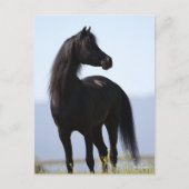 Bob Langrish | Black Arab Stallion Standing Briefkaart (Voorkant)