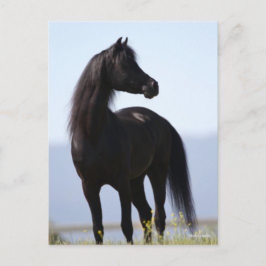 Bob Langrish | Black Arab Stallion Standing Briefkaart (Voorkant)