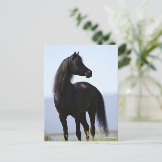 Bob Langrish | Black Arab Stallion Standing Briefkaart (Staand voorkant)