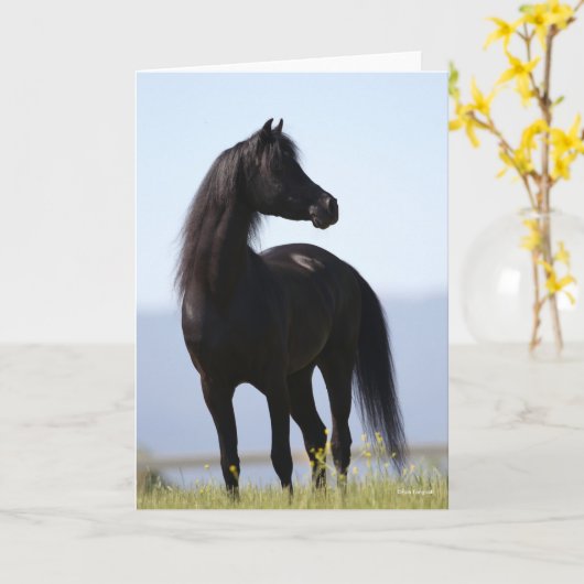 Bob Langrish | Black Arab Stallion Standing Kaart (Gele Bloem)
