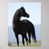 Bob Langrish | Black Arab Stallion Standing Poster (Voorkant)