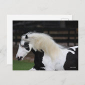 Bob Langrish Black en White Gypsy Vanner Headshot Briefkaart (Voorkant / Achterkant)