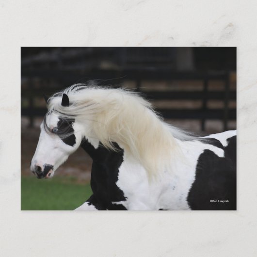 Bob Langrish Black en White Gypsy Vanner Headshot Briefkaart (Voorkant)