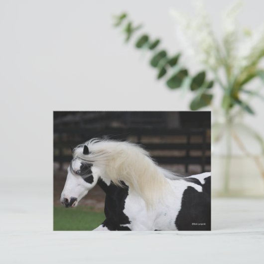 Bob Langrish Black en White Gypsy Vanner Headshot Briefkaart (Staand voorkant)